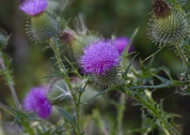 Çiçek açan mor devedikeni (cisium vulgare) 