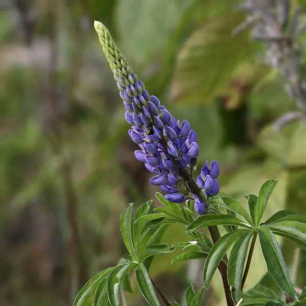 Closeup Single Bloom Lupine — Stock Photo, Image