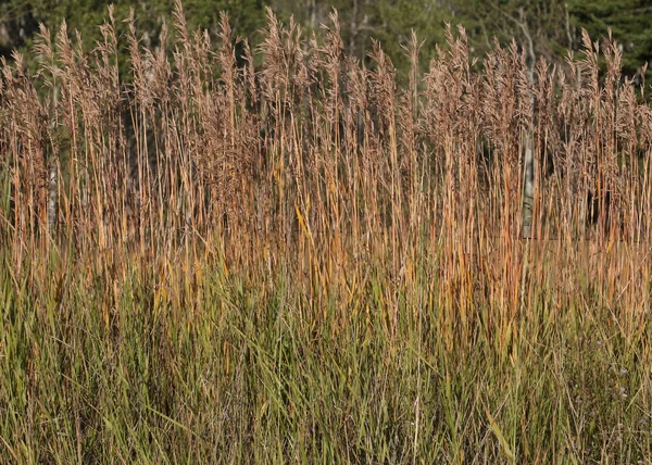 Nahaufnahme Einiger Schäfte Aus Goldenem Korn — Stockfoto