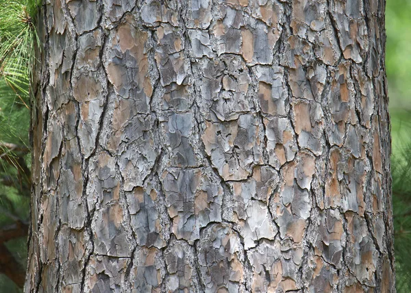 テクスチャを示す木の幹の閉鎖 — ストック写真