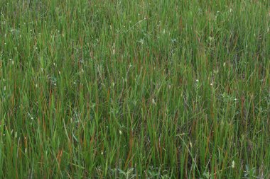 Uzun, yoğun, renkli otların yakınlaşması