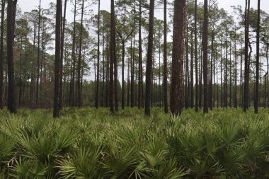 Okefenokee 'de İğne Palmiyeli Çam Ormanı Ulusal Vahşi Yaşam Sığınağı, Georgia