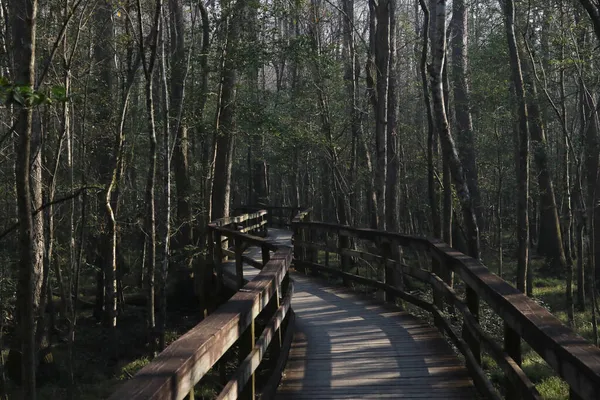 Sentier Boardwalk Parc National Congaree Caroline Sud — Photo