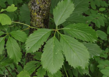 Sarı bir Buckeye Yaprağının Yakın Çekimi