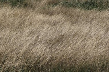 Kalın kuru otların yakınına.