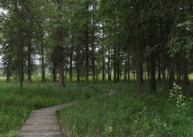 Irwin Prairie Eyalet Doğa Koruma Alanı, Toledo, Ohio 'da sahil yolu.