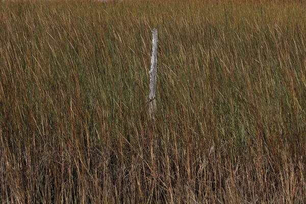 真ん中に枯れ木がある草の湿地帯の閉鎖 — ストック写真