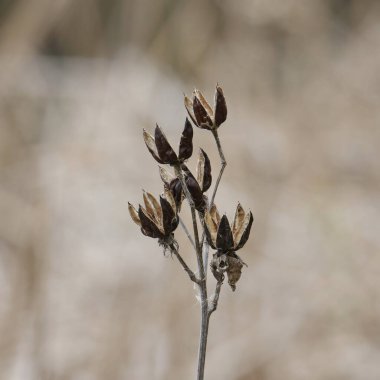Kurumuş tohumlar (Sharon 'ın Gülü))
