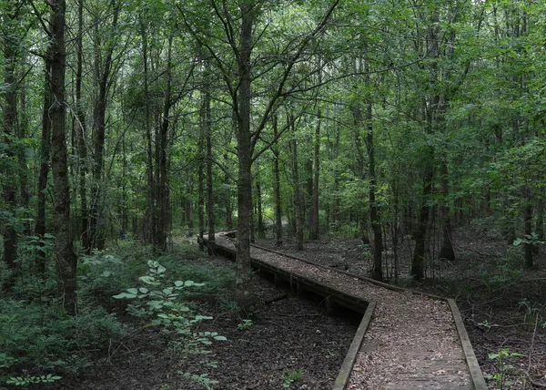 Boardwalk Trail Bayou Cocodrie National Wildlife Refuge Louisiana — Foto de Stock