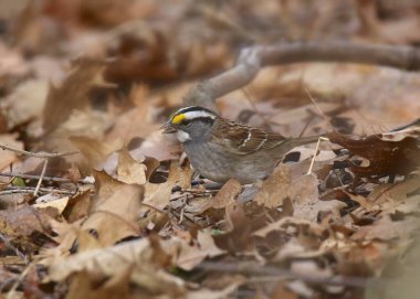 White-throated Sparrow (zonotrichia albicollis) sitting some dry leaves clipart