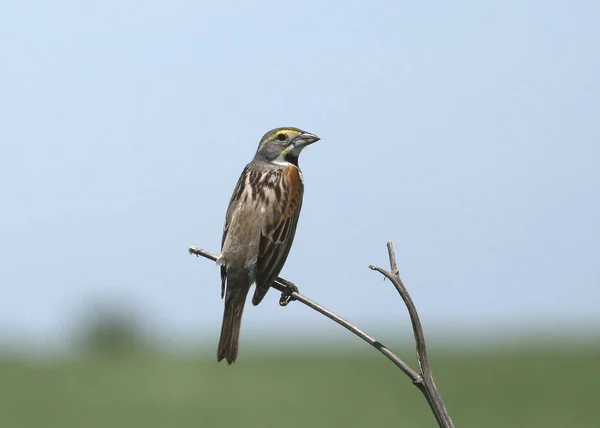 Dickcissel Spiza Americana Het Einde Van Een Kleine Tak — Stockfoto