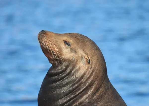Nahaufnahme Des Kopfes Eines Kalifornischen Seelöwen — Stockfoto