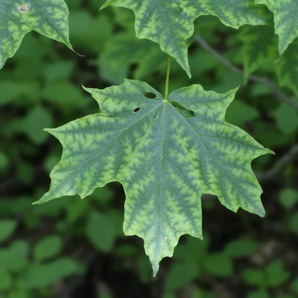 Primer Plano Una Hoja Arce Azúcar — Foto de Stock