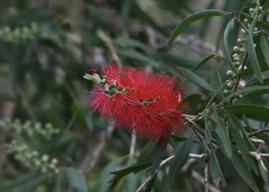 Bir şişe fırçası ağacında çiçek (kalistemon))