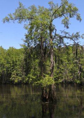 Black Bayou Gölü, Monroe, Louisiana 'da kel bir Cypress ağacı.