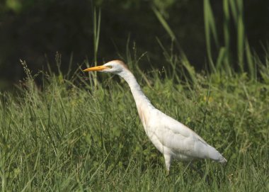 Egret Sığırı (üreme) (bubulcus ibis)
