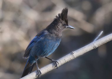 Steller 's Jay (siyanocitta stelleri)