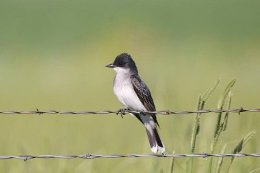Doğu Kralkuşu (tyrannus tyrannus) 