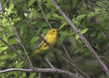 Sarı Warbler (erkek) (setophaga peteşi))