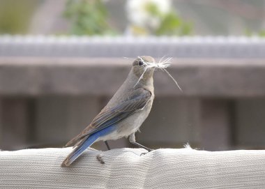 Dağ Mavisi (dişi) (sialia currucoides) yuvası için teras sandalyesinden dolguyu çekiyor