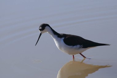 Siyah boyunlu Stilt (himantopus mexicanus)