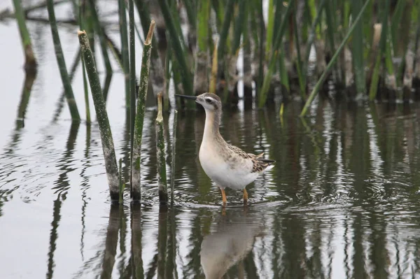 Falarope Wilson Não Reprodutores Phalaropus Tricolor — Fotografia de Stock