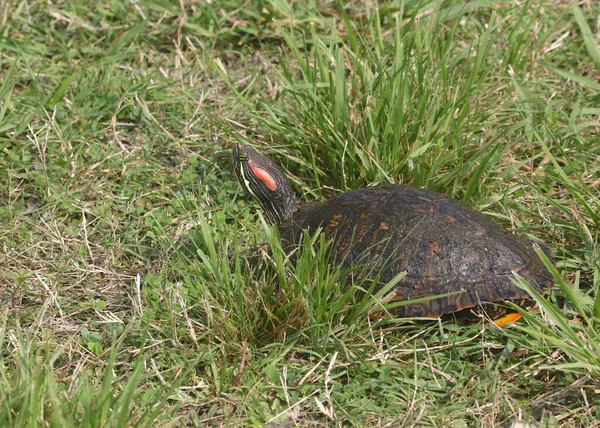 Red Eared Slider Turtle Sitting Grass — Stock Photo, Image