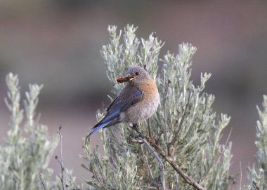 Batı Bluebird (dişi) (sialia mexicana) gagasında bir böcekle