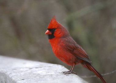 Kuzey Kardinali (erkek) (Kardinaller))