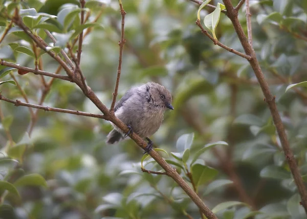 Bushtit Psaltriparus Minimus Perched Leafy Tree — Stock Photo, Image