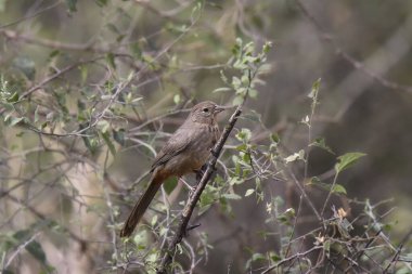 Canyon Towhee (melozone fusca))