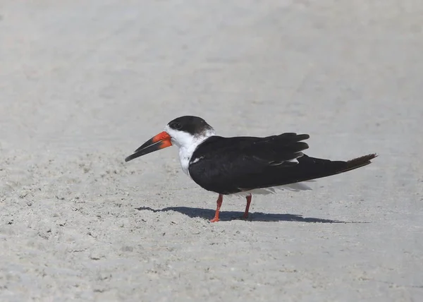 Black Skimmer Rynchops Niger — Stock Photo, Image