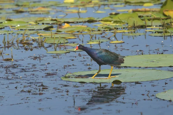 Purpur Gallinule Porphrio Martinicus — Stockfoto