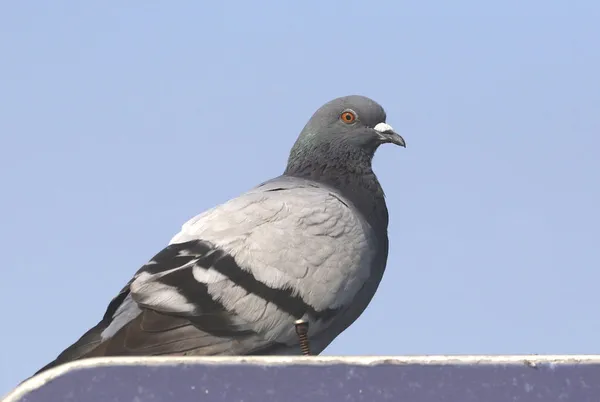 Rock Pigeon Columbia Livia — Stock Photo, Image