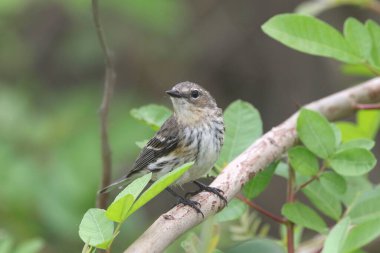 Sarı popolu Warbler (Myrtle, kadın) (setophaga coronata))