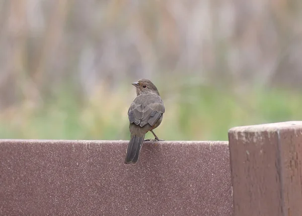 Abert Towhee Мелозона Aberti — стокове фото