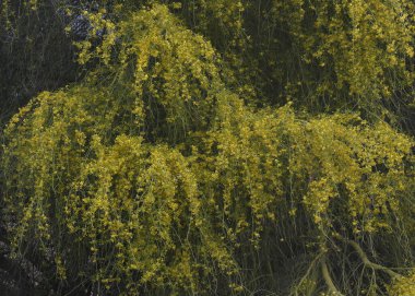 Palo Verde Ağacı çiçek açtı