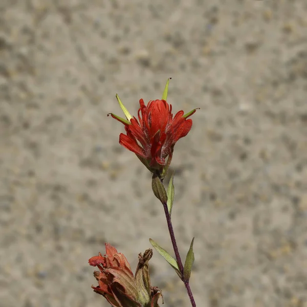 Singolo Gambo Pennello Indiano Castilleja — Foto Stock