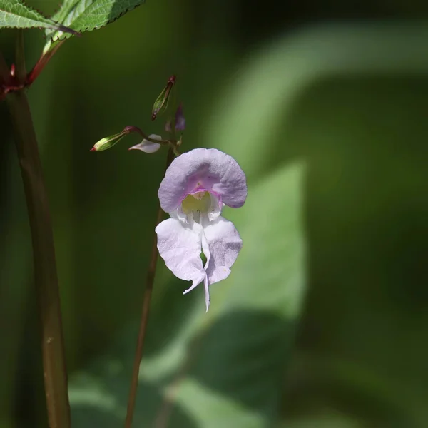 Piccolo Fiore Selvatico Rosa Delicato Fiore Pisello — Foto Stock