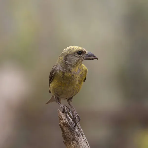 Crossbill Vermelho Feminino Loxia Curvirostra — Fotografia de Stock