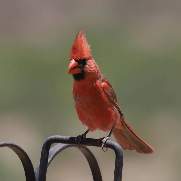 Nördlicher Kardinal Männlich Cardinalis Cardinalis — Stockfoto