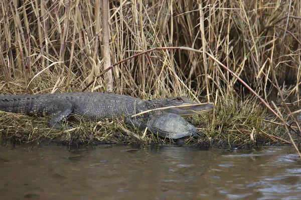 Amerikaanse Alligator Een Schildpad Samen Een Wetland — Stockfoto