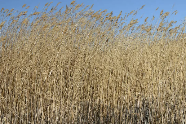 背の高い黄金の穀物の閉鎖 — ストック写真