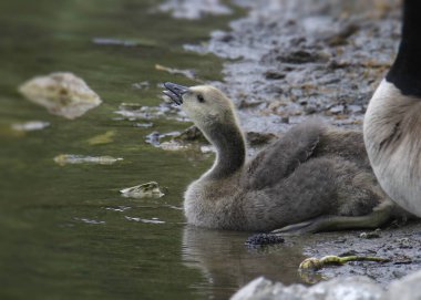 Canada Goose (juvenile, gosling) (branta canadensis))