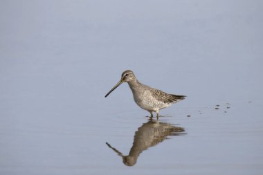 Uzun gagalı Dowticher (üremeyen) (limnodromus scolopaceus)