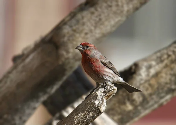 Casa Finch Macho Haemorhous Cassini — Foto de Stock