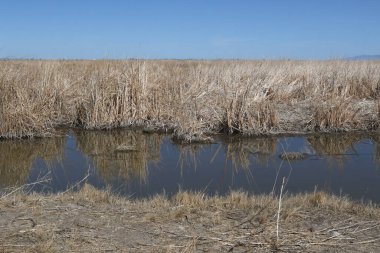 Carson Wetlands, Nevada 'daki tipik manzara
