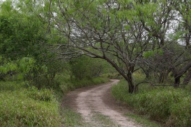 Sabal Palm Sığınağı 'ndaki toprak yol, Brownsville, Teksas