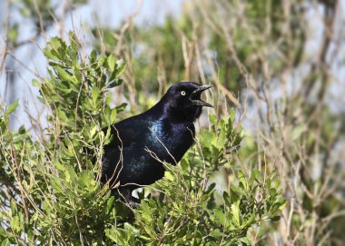 Tekne kuyruklu Grackle (erkek) (quiscalus major)