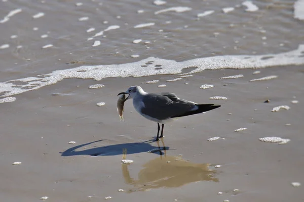 Gull Нерозмножуючий Leudophaes Atricilla Великою Рибою Дзьобі — стокове фото